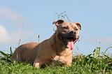 AMSTAFF ADULT 555